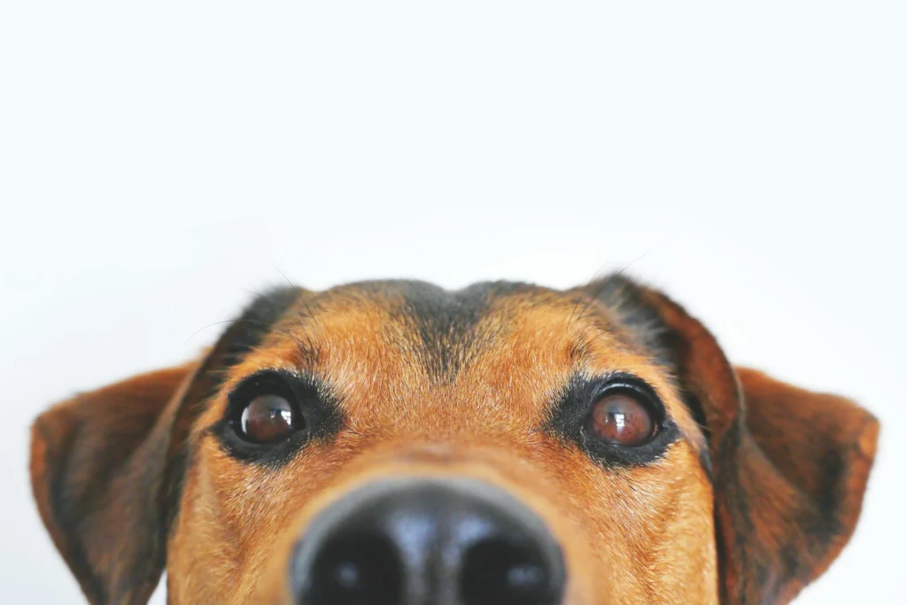 The picture shows the muzzle of a brown dog in the foreground.